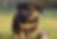 tibetian mastiff puppy