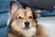 Shetland Sheepdog
Pomeranian