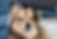 Shetland Sheepdog
Pomeranian