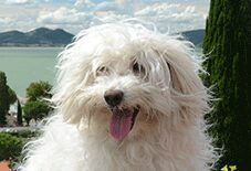 maltese