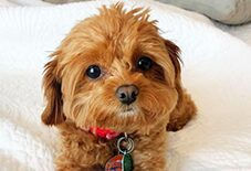 yorkipoo