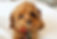 yorkipoo