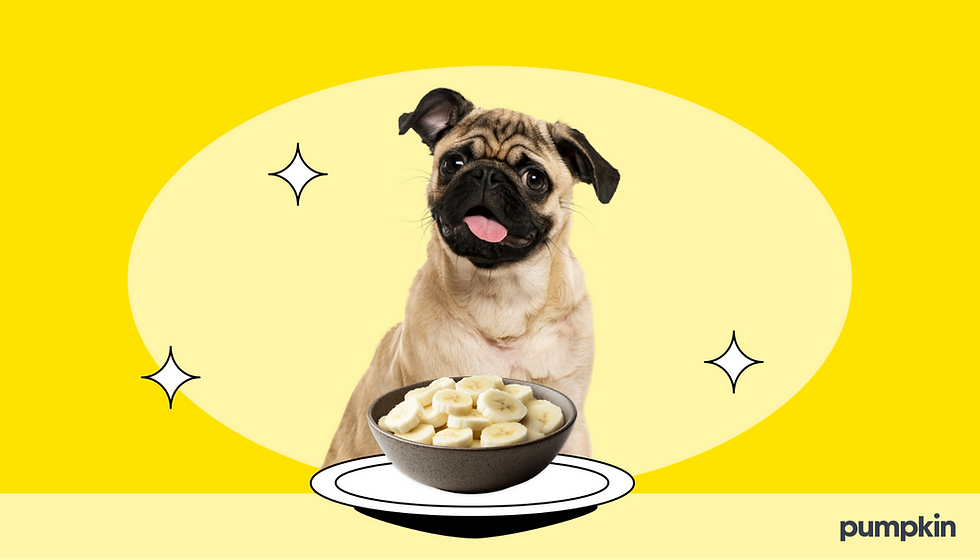 Can Dogs Eat Bananas?