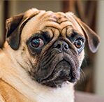 pug