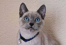 Russian Blue &
Siamese