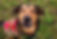 Collie
Labrador Retriever