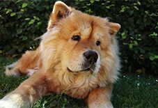 chow chow