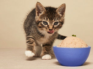 cat eating a big bowl of food