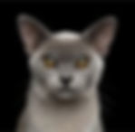 burmese