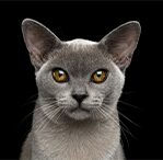 burmese