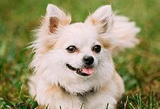 Chihuahua
