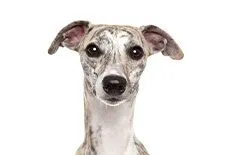 whippet