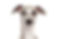whippet
