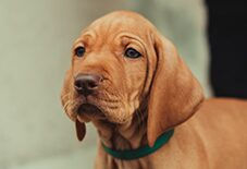 vizsla