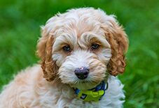 cockapoo puppy