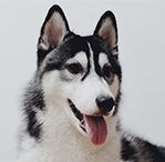 malamute