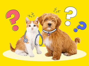 cat and dog with question marks and a stethoscope around the cats neck
