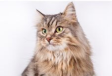 siberian cat