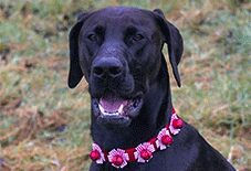 Great Dane
Doberman