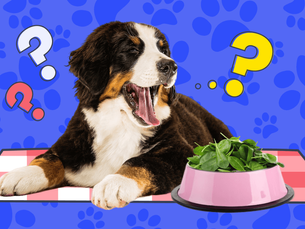 dog with a large bowl of spinach