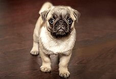 pug puppy
