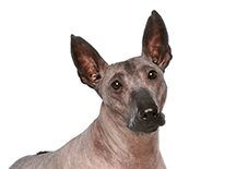 xoloitzcuintlis