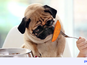 dog being fed a sweet potato on a fork
