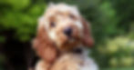Cockapoo