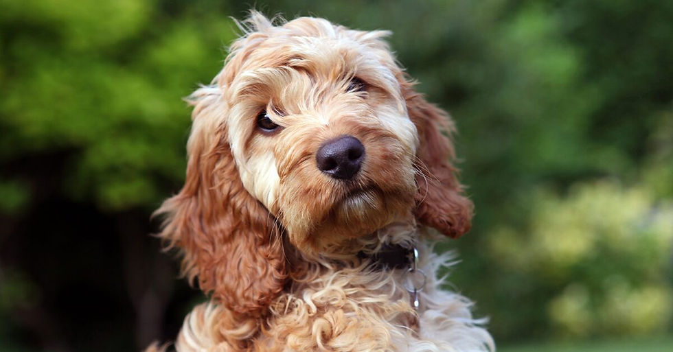 Cockapoo