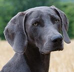 Weimaraner