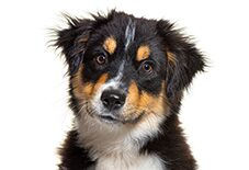 Miniature American Shepherd