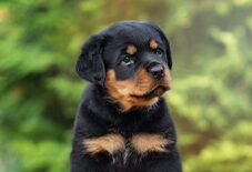 rottie puppy