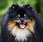 pomeranian