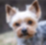 yorkie