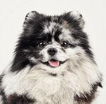pomeranian