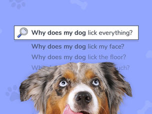 dog looking up with text that reads "why does my dog lick everything"