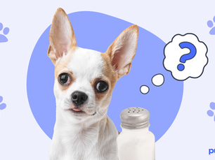 dog with slat shaker and a question mark