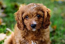 Puppy cavapoo