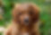 Puppy cavapoo