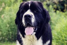 Newfoundland Dog
Saint Bernard