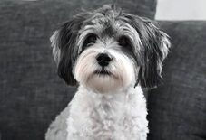Havanese
Maltese