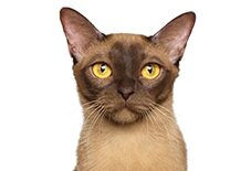 burmese