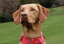 Vizsla
Labrador Retriever