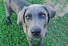 Weimaraner
Great Dane