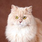 siberian cat