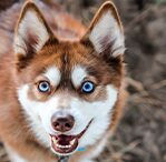 klee kai