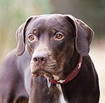 catahoula leopard dog