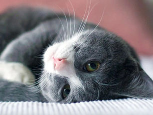 grey and white cat laying down on its side