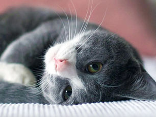 grey and white cat laying down on its side