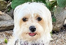 Maltese
Beagle
